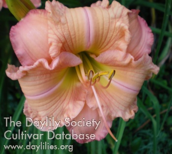 Daylily Rainbow Over Georgia